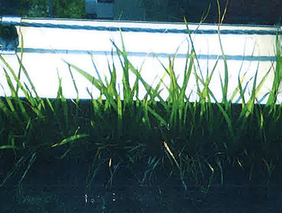 防水シートに生えた草